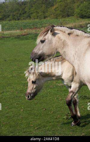 NORWEGIAN FJORD HORSE, MARE AVEC POULAIN Banque D'Images