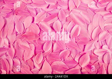 La texture de fond de teint rose bonbon doux plumage des oiseaux vus du dessus comme une couche dans une vue plein cadre Banque D'Images