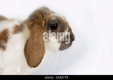 TRICOLOR LOP-EARED LAPIN, DES PROFILS CONTRE FOND BLANC Banque D'Images