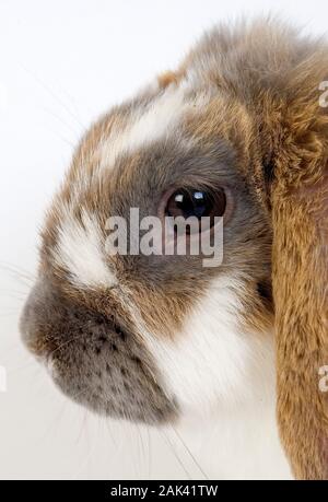 TRICOLOR LOP-EARED LAPIN, DES PROFILS CONTRE FOND BLANC Banque D'Images