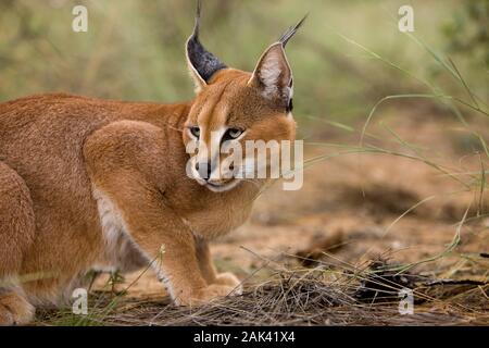 CARACAL Caracal caracal, adulte, en Namibie Banque D'Images