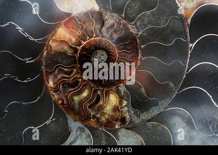 Détail d'une ammonite fossilisée du désert du Sahara au Maroc. Banque D'Images