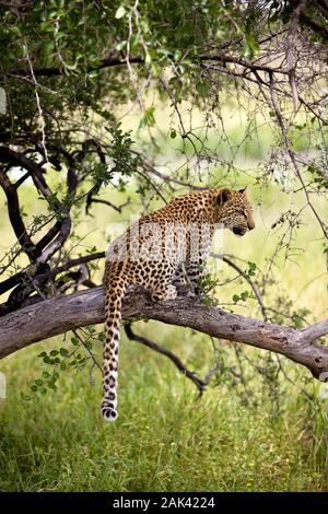 LEOPARD (4 MOIS) CUB Panthera pardus, debout sur les jeunes, la Direction générale de la namibie Banque D'Images