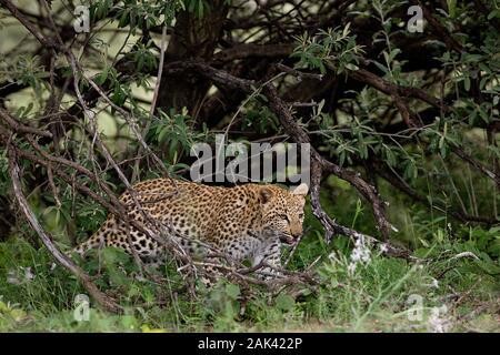 LEOPARD (4 MOIS) CUB Panthera pardus, jeune relève de branches, la Namibie Banque D'Images