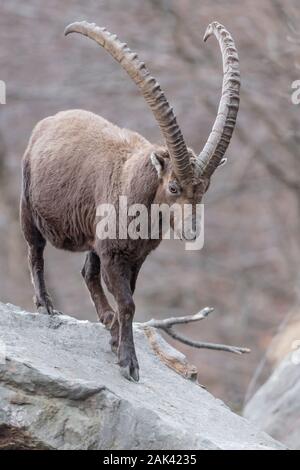 Le Bouquetin des Alpes dans le woodland (Capra ibex) Banque D'Images