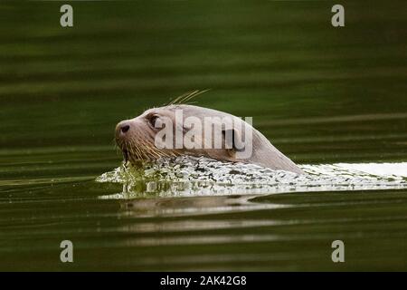 Pteronura brasiliensis loutre géante, adulte, PARC NATIONAL DE MANU AU PÉROU Banque D'Images