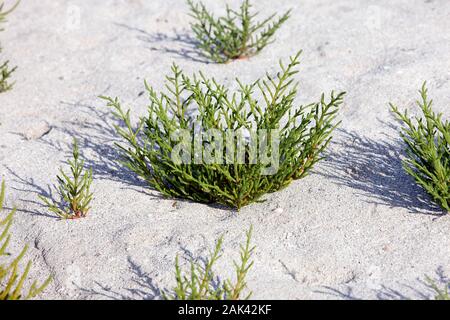 SAMPHIRE Salicornia sp, YUMAQUE BEACH DANS LE PARC NATIONAL DE PARACAS, PÉROU Banque D'Images