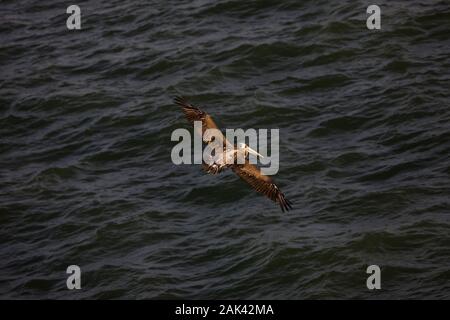 PELICAN pelecanus thagus péruvienne, JUNEVILE EN VOL, îles Ballestas DANS LE PARC NATIONAL DE PARACAS, PÉROU Banque D'Images