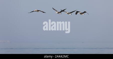 PELICAN pelecanus thagus péruvienne, les adultes en vol, îles Ballestas DANS LE PARC NATIONAL DE PARACAS, PÉROU Banque D'Images