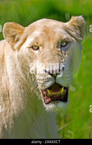 WHITE lion Panthera leo krugensis, Portrait de femme adulte Banque D'Images