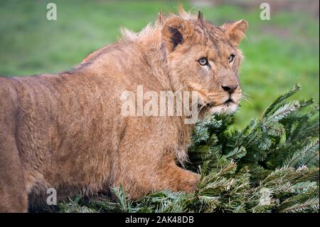 Un lion se trouve sur un arbre de Noël recyclés dans le lion enclos au Noah's Ark Zoo Farm, Wraxall, Somerset, où les gens sont encouragés à faire don de leurs vieux arbres de Noël à utiliser pour le zoo de l'enrichissement et de plaisir. Banque D'Images