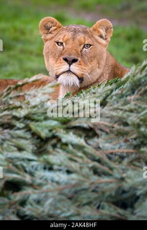 Un lion se trouve sur un arbre de Noël recyclés dans le lion enclos au Noah's Ark Zoo Farm, Wraxall, Somerset, où les gens sont encouragés à faire don de leurs vieux arbres de Noël à utiliser pour le zoo de l'enrichissement et de plaisir. Banque D'Images