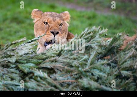 Un lion se trouve sur un arbre de Noël recyclés dans le lion enclos au Noah's Ark Zoo Farm, Wraxall, Somerset, où les gens sont encouragés à faire don de leurs vieux arbres de Noël à utiliser pour le zoo de l'enrichissement et de plaisir. Banque D'Images