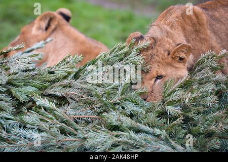 Un lion flaire et grignote un sapin de Noël recyclé dans le lion enclos au Noah's Ark Zoo Farm, Wraxall, Somerset, où les gens sont encouragés à faire don de leurs vieux arbres de Noël à utiliser pour le zoo de l'enrichissement et de plaisir. Banque D'Images