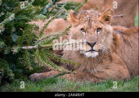 Un lion se trouve sur un arbre de Noël recyclés dans le lion enclos au Noah's Ark Zoo Farm, Wraxall, Somerset, où les gens sont encouragés à faire don de leurs vieux arbres de Noël à utiliser pour le zoo de l'enrichissement et de plaisir. Banque D'Images