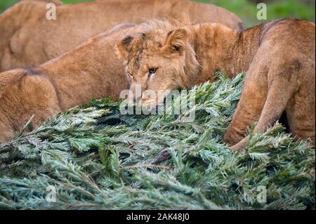 Un lion flaire et grignote un sapin de Noël recyclé dans le lion enclos au Noah's Ark Zoo Farm, Wraxall, Somerset, où les gens sont encouragés à faire don de leurs vieux arbres de Noël à utiliser pour le zoo de l'enrichissement et de plaisir. Banque D'Images