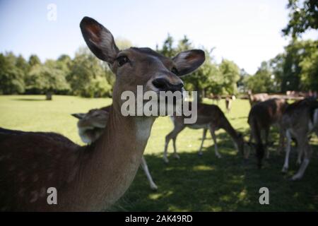 Rehe Im Wildpark Ortenburg der à Ortenburg, Bay. Utilisation dans le monde entier | Wald Banque D'Images