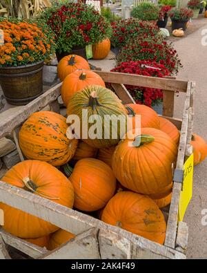 Un bac est plein de citrouilles dans des points de vente au détail. Banque D'Images