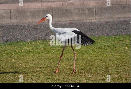 L'un marche sur l'herbe stork Banque D'Images