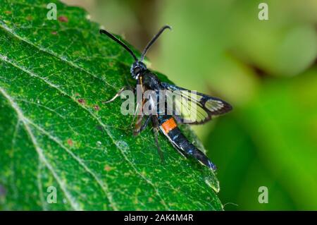 Sésie ceinturés rouge - Synanthedon myopaeformis Banque D'Images
