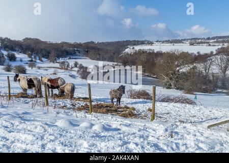 Les chevaux mangent du foin sur les champs couverts de neige dans la région de Baildon, Yorkshire. Banque D'Images