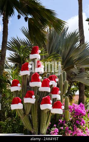 Santa Claus Noël chapeau placé sur le dessus des bras d'un grand cactus poussant dans un jardin intérieur sur une île des Caraïbes Banque D'Images