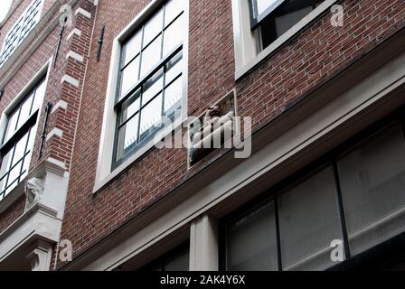 Bâtiment à la façade d'Amsterdam avec une sculpture d'un rongeur Banque D'Images