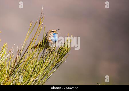 White-spotted gorgebleue à miroir (Luscinia svecica cyanecula) chanter dans la cordillère Cantabrique. Leon, Espagne. Banque D'Images