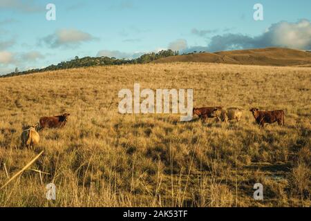 Basses terres rurales éparpillées sur le bétail appelé Pampas avec arbustes secs près de Cambara do Sul. Une ville avec des attractions touristiques naturelles dans le sud du Brésil. Banque D'Images