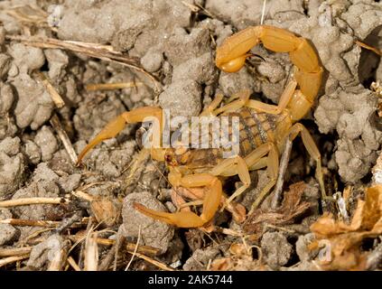 La Méditerranée Scorpion - Mesobuthus gibbosus. Sous les pierres commun généralement dans des habitats plus secs dans la Méditerranée orientale. Comme tous les buthid scorpion Banque D'Images