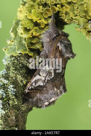 La figure de huit Diloba caeruleocephala Longueur 20-22mm. Un bien-nommé automne lépidoptère qui repose avec ses ailes qui a eu lieu dans une tente. Des profils h Banque D'Images