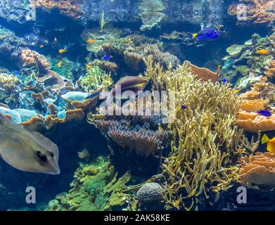 Paysage récifs coralliens submergés comprenant de nombreux poissons colorés Banque D'Images