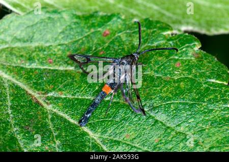 Sésie ceinturés rouge - Synanthedon myopaeformis Banque D'Images