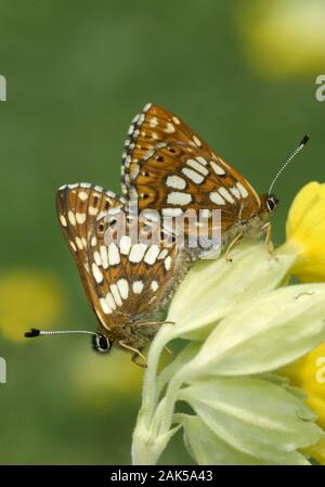 Duc de Bourgogne Hamearis lucina env 25mm. Un petit papillon, qui n'ont rien à vrai fritillary papillons. Flight est rapide et très animé. Des profils a l'upp Banque D'Images