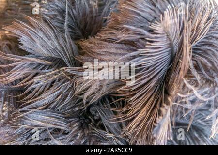 Plumes d'autruche moelleux full frame background Banque D'Images