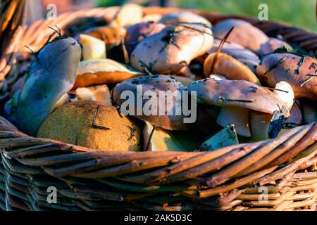 Panier, pleins d'automne champignons. Panier de champignons frais de la forêt close-up. Banque D'Images