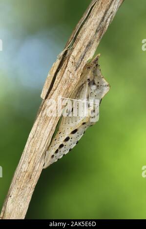 Blanc veiné vert Pieris napi envergure 45-50mm. Des profils rappelle un petit blanc, mais présente de remarquables veines sur ailes : ces sont sombres sur upperwings, et grayi Banque D'Images