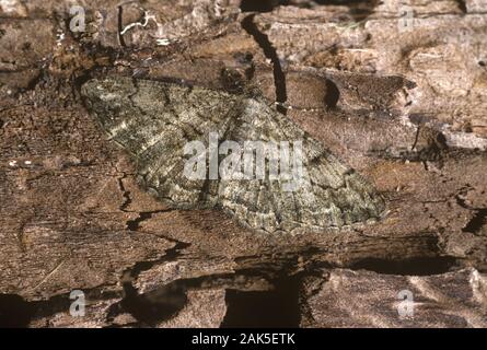 Peribatodes rhomboidaria Willow - Beauté Banque D'Images