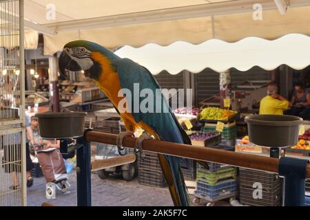 Athènes, Grèce - 14 septembre 2019 : oiseau perroquet coloré perché sur support en bois au marché de rue traditionnels dans le centre-ville d'Athènes. Banque D'Images