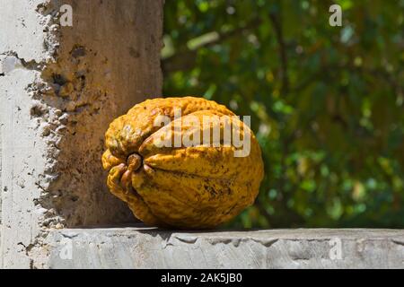 Close up de cabosse fruit en fenêtre en béton de chalet sur une plantation tropicale avec l'arrière-plan flou vert feuille, République Dominicaine Banque D'Images