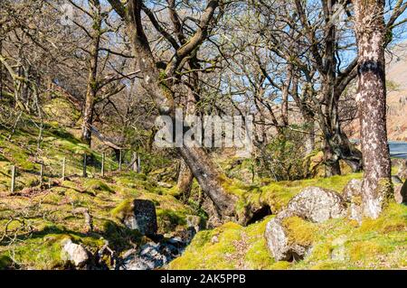 Des rochers et des arbres couverts de mousse remplir la vallée d'un petit ruisseau de montagne à Borrowdale en Angleterre du Lake District. Banque D'Images