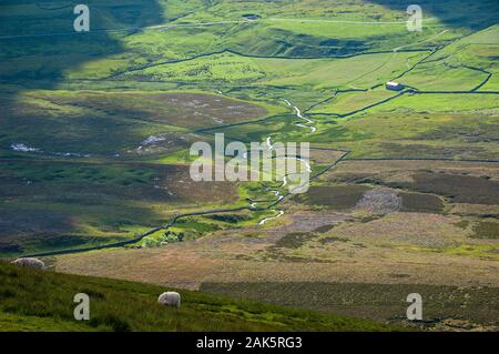 Des moutons paissent sur les pentes de Pen-y-Ghent mountain en Angleterre's Yorkshire Dales National Park. Banque D'Images