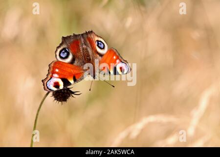 Un beau rouge papillon paon de repos et d'alimentation sur une petite fleur dans un pré Banque D'Images