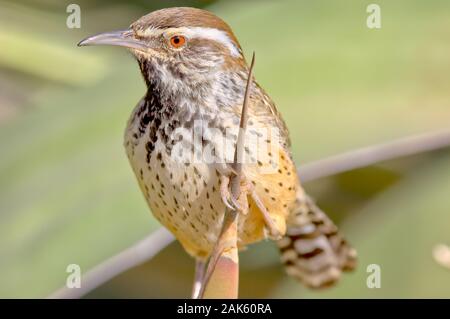 Un portrait photo d'un cactus de l'Arizona Wren. Ces oiseaux tirent leur nom de leur tendance à nicher chez les plantes épineuses, surtout Cactus Cholla. Banque D'Images