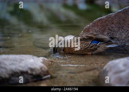 Canard colvert femelle digne des plumes de nettoyage et de boire de l'eau froide du lac de montagne Banque D'Images