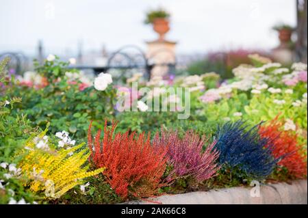 Calluna vulgaris (connu sous le nom de bruyère commune, callune, ou brugo) est la seule espèce du genre Calluna dans la famille des Ericaceae plante en fleurs. Banque D'Images