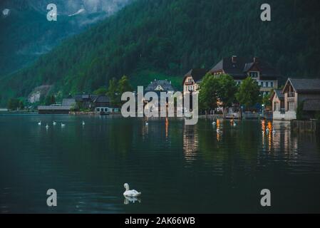 De cygnes dans le lac de hallstatt ville le contexte Banque D'Images