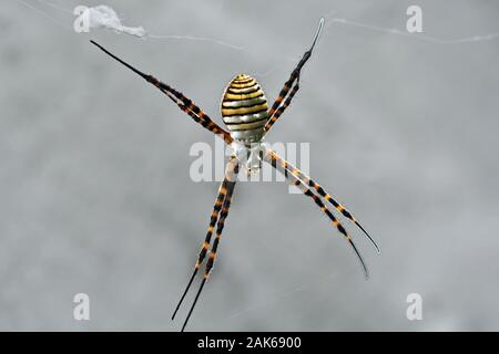 araignée de la guêpe Banque D'Images