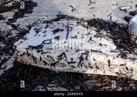 Restes d'un grand poisson ( bécher ) sur la rive à Malte Banque D'Images