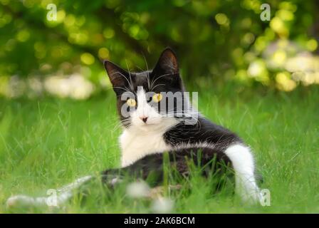 Chat mignon, Tuxedo noir et blanc motif bicolore, European Shorthair, allongé sur le dos sur un jardin d'herbe verte prairie et à curieusement Banque D'Images